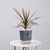 Dracaena Marginata (Dragon Tree)
